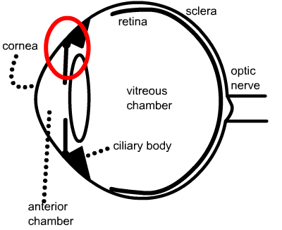 the 'angle' of the eye...the drainage channel of the eye