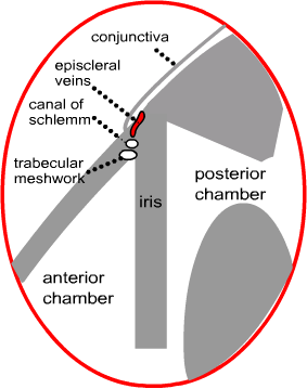 diagram of angle anatomy