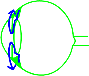 normal aqueous flow...deep anterior chamber