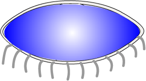 healthy tear film, front view