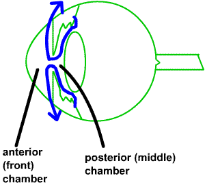 normal aqueous flow