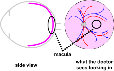 diagram of the macula area of the retina