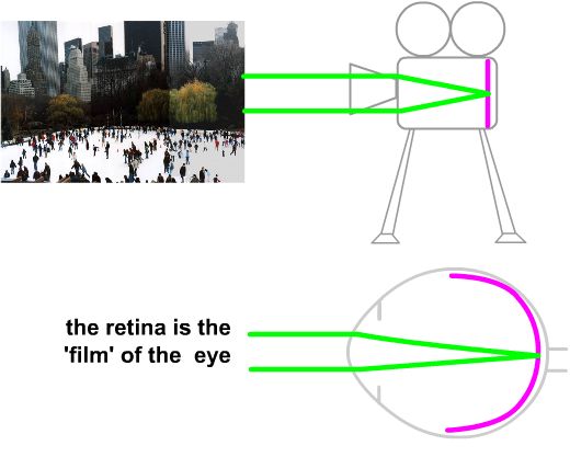 the eye as a camera
