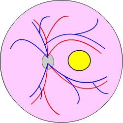 healthy macula