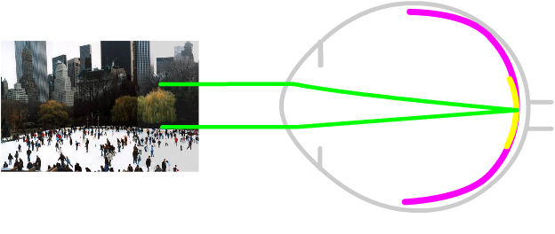 image on healthy macula