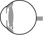 a side view of the eye