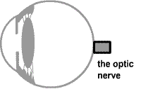 the optic nerve is the electric wire of the eye taking messages to the brain