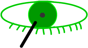 diagram of cornea