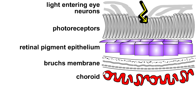 retinal layers