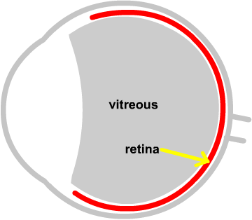 diagram of vitreous and retina