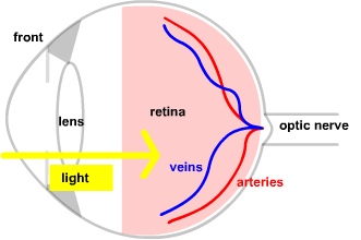 labels of eye anatomy
