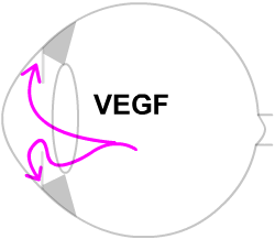 retinal ischaemia releases VEGF, a growth chemical