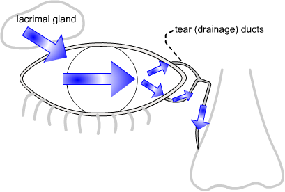 tear flow from lacrimal gland